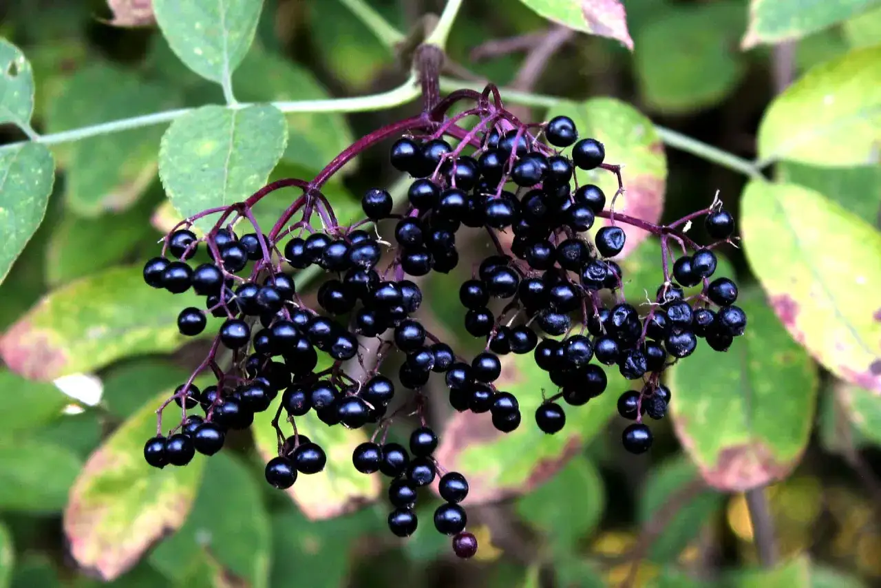 Krzew z dojrzałymi, ciemnymi owocami czarnego bzu, gotowymi na pyszny sok.