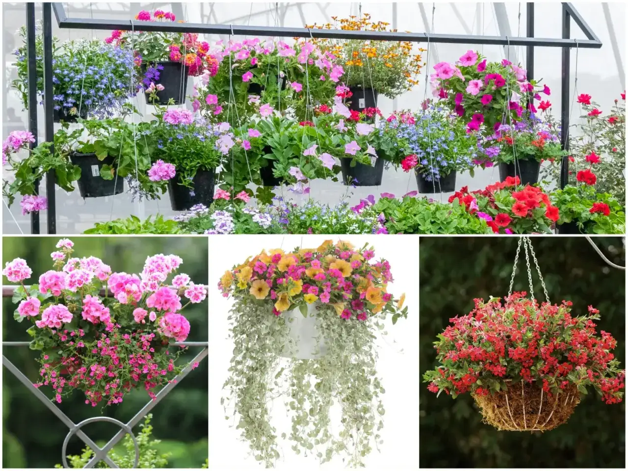 Kolorowe kwiaty zwisające na balkon tworzą barwną kaskadę. R&oacute;żowe pelargonie, ż&oacute;łte i r&oacute;żowe petunie oraz czerwone kwiaty w wiszących donicach.