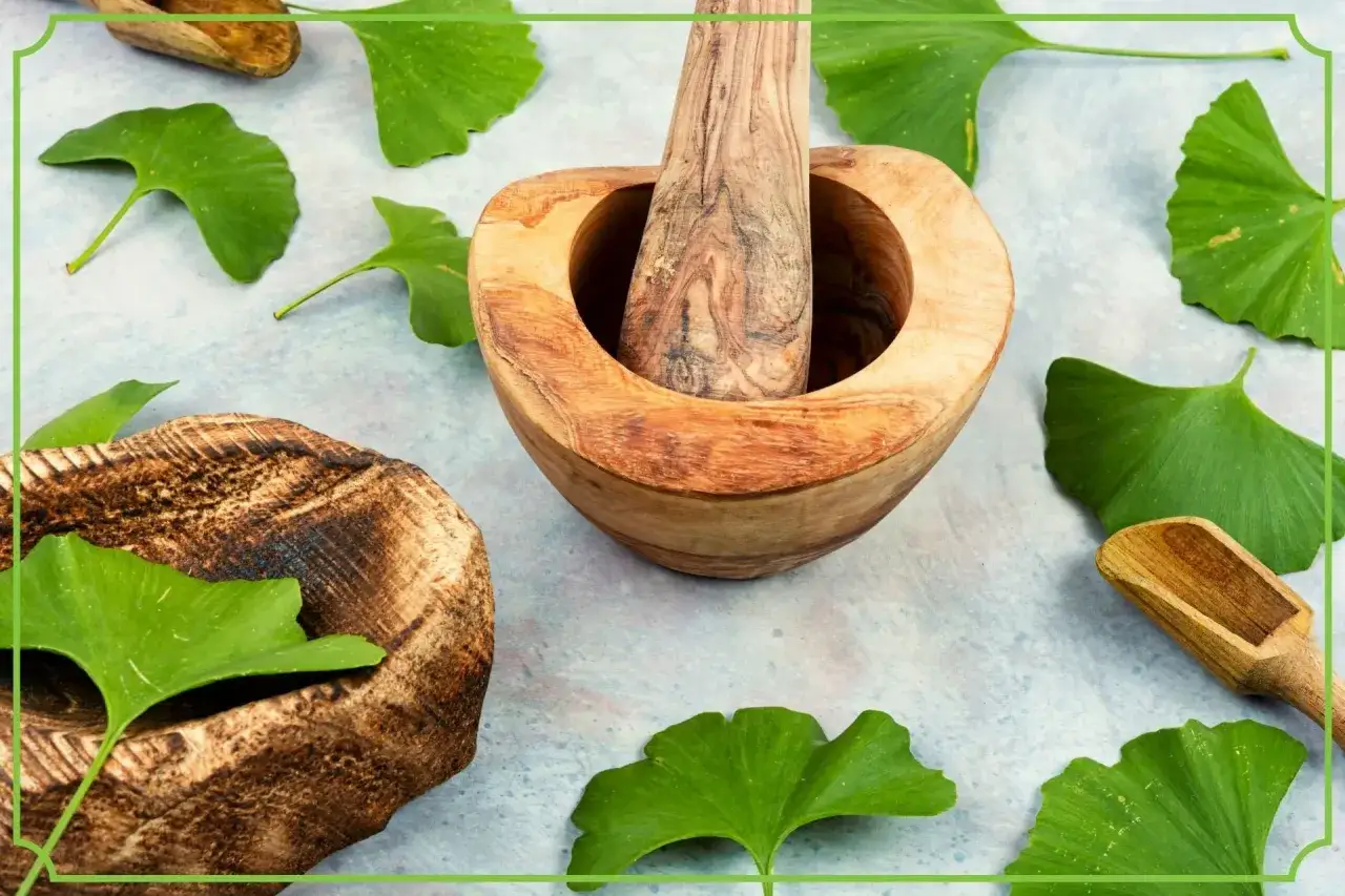 Miłorząb japoński na co? Liście i drewniane moździerze sugerują przygotowanie naturalnych preparat&oacute;w.