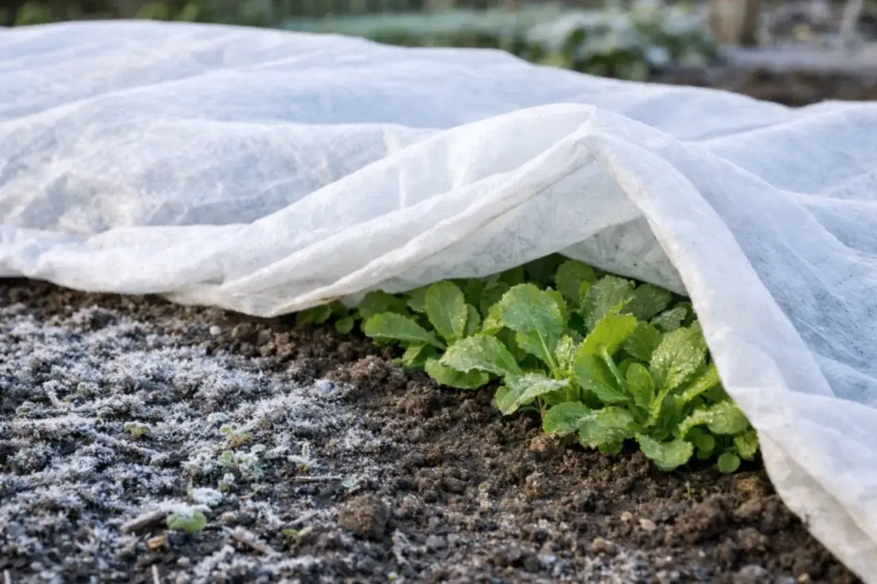 Młoda sałata pod białym agrowłókninem chroniącym przed przymrozkami. Ziemia wokół jest oszroniona.