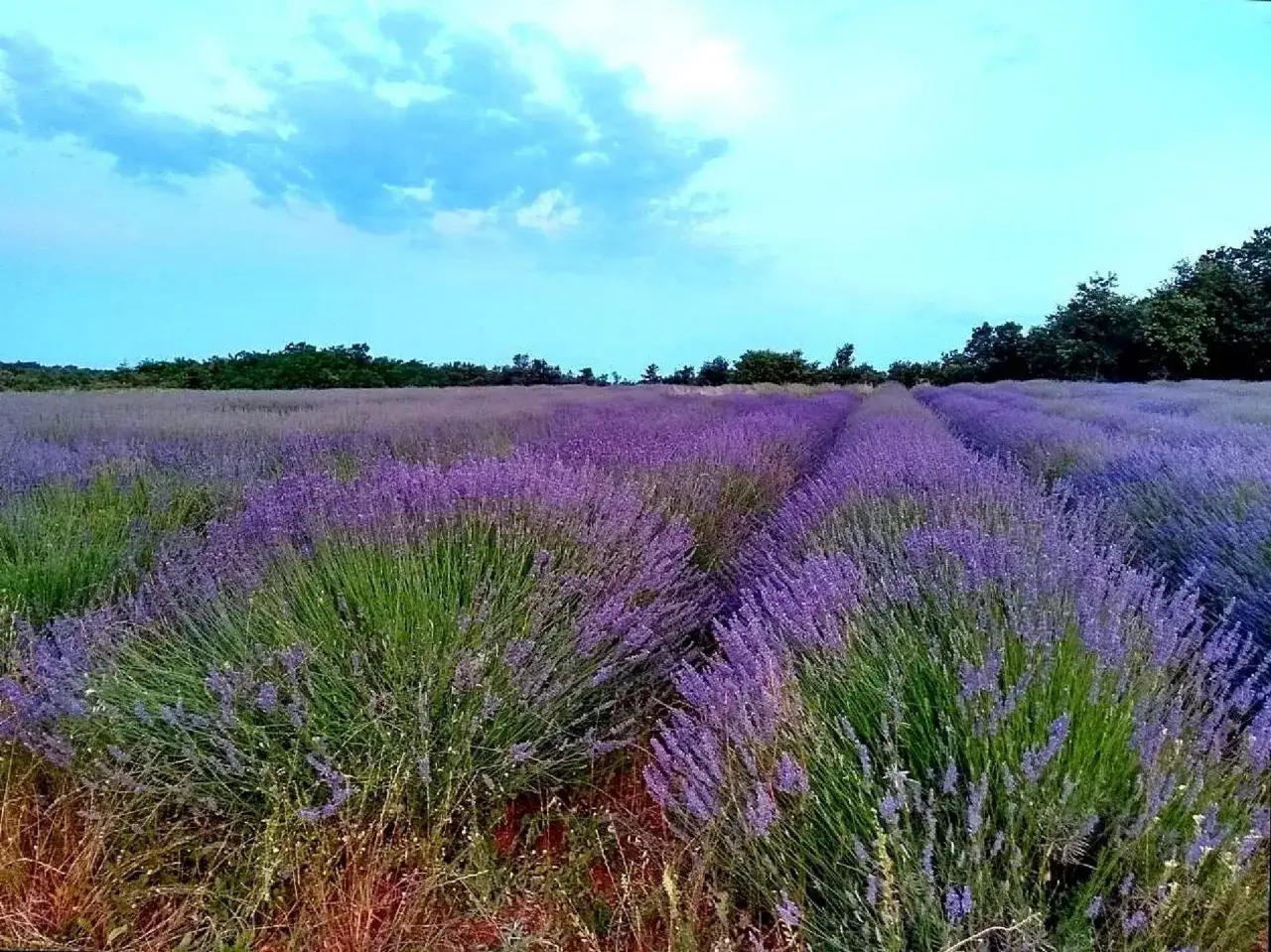Pole lawendy pod błękitnym niebem. Kiedy przycinać lawendę, by cieszyć się jej pięknem? Najlepiej po kwitnieniu.