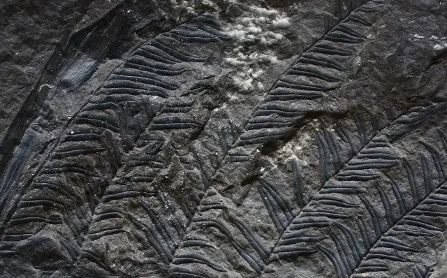 Odciski roślin w węglu kamiennym