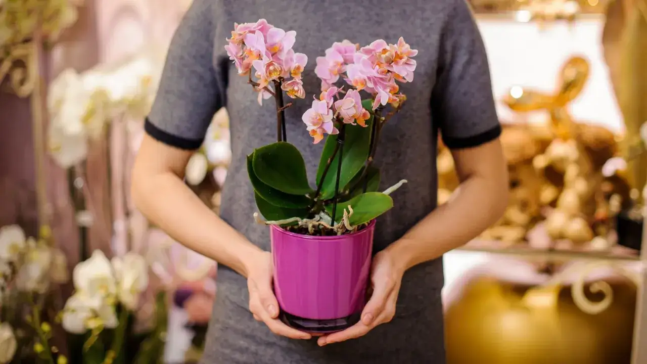 storczyk kwitnący zdrowy