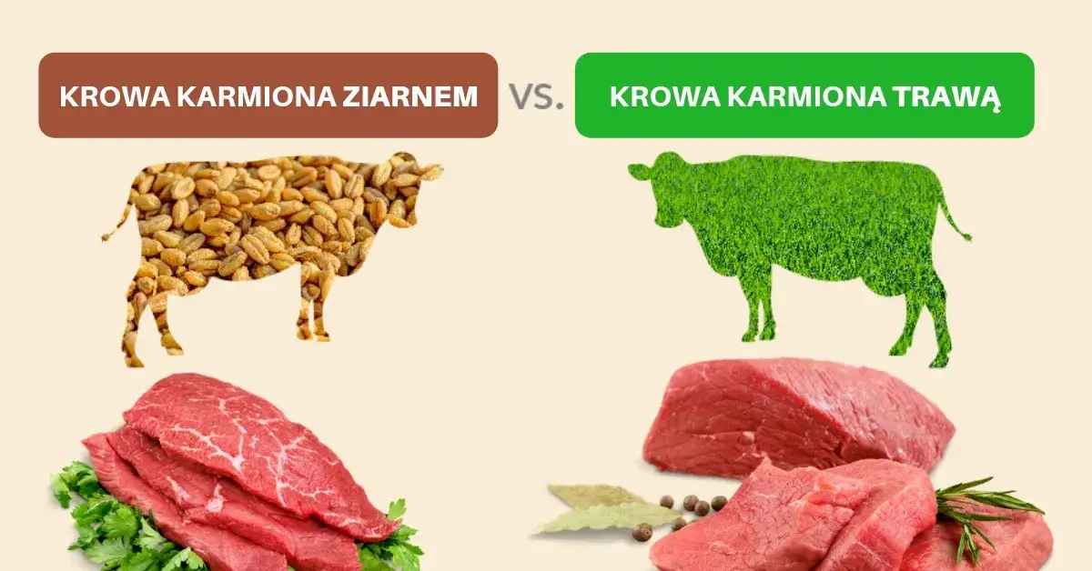 Zdjęcie Rodzaje wołowiny: poznaj różnice i wybierz najlepsze mięso