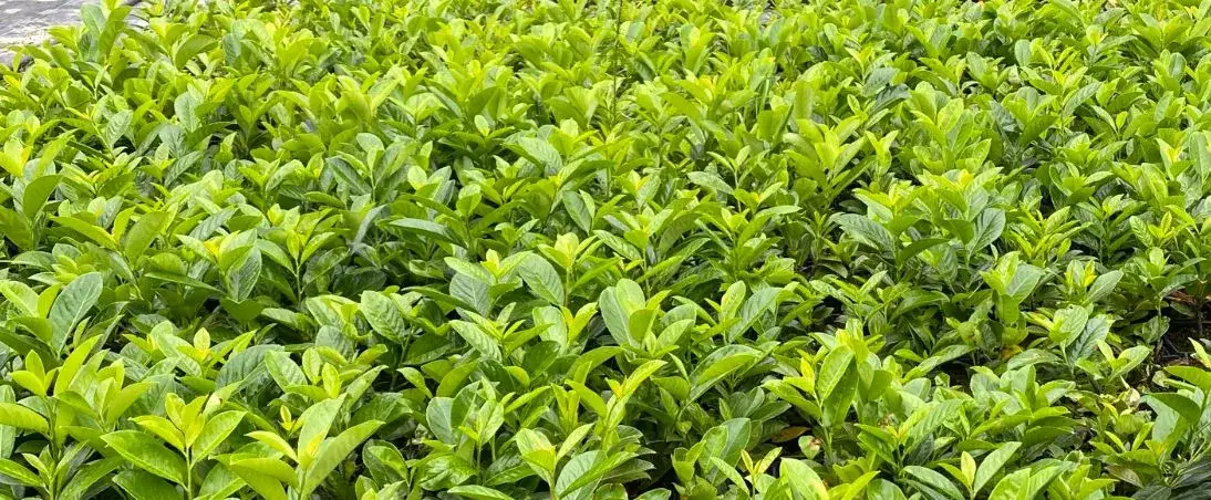 Sadzenie laurowiśni jesienią