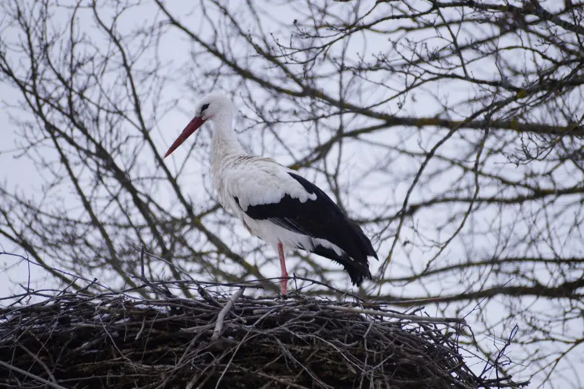 Bocian zimujący w Polsce
