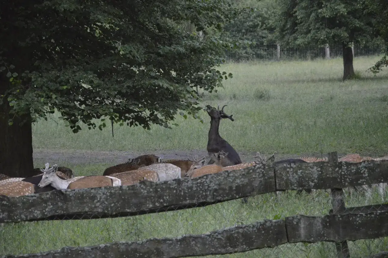 Stado danieli, w tym dorosły samiec z porożem, pasie się na łące. To dowód, że można hodować daniele.