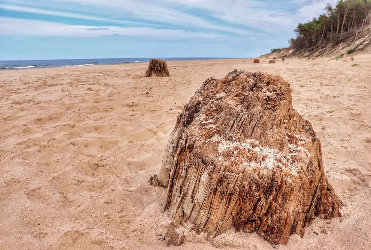 Poddąbie nad morzem. Drewniane pnie na piaszczystej plaży, morze i las w tle.