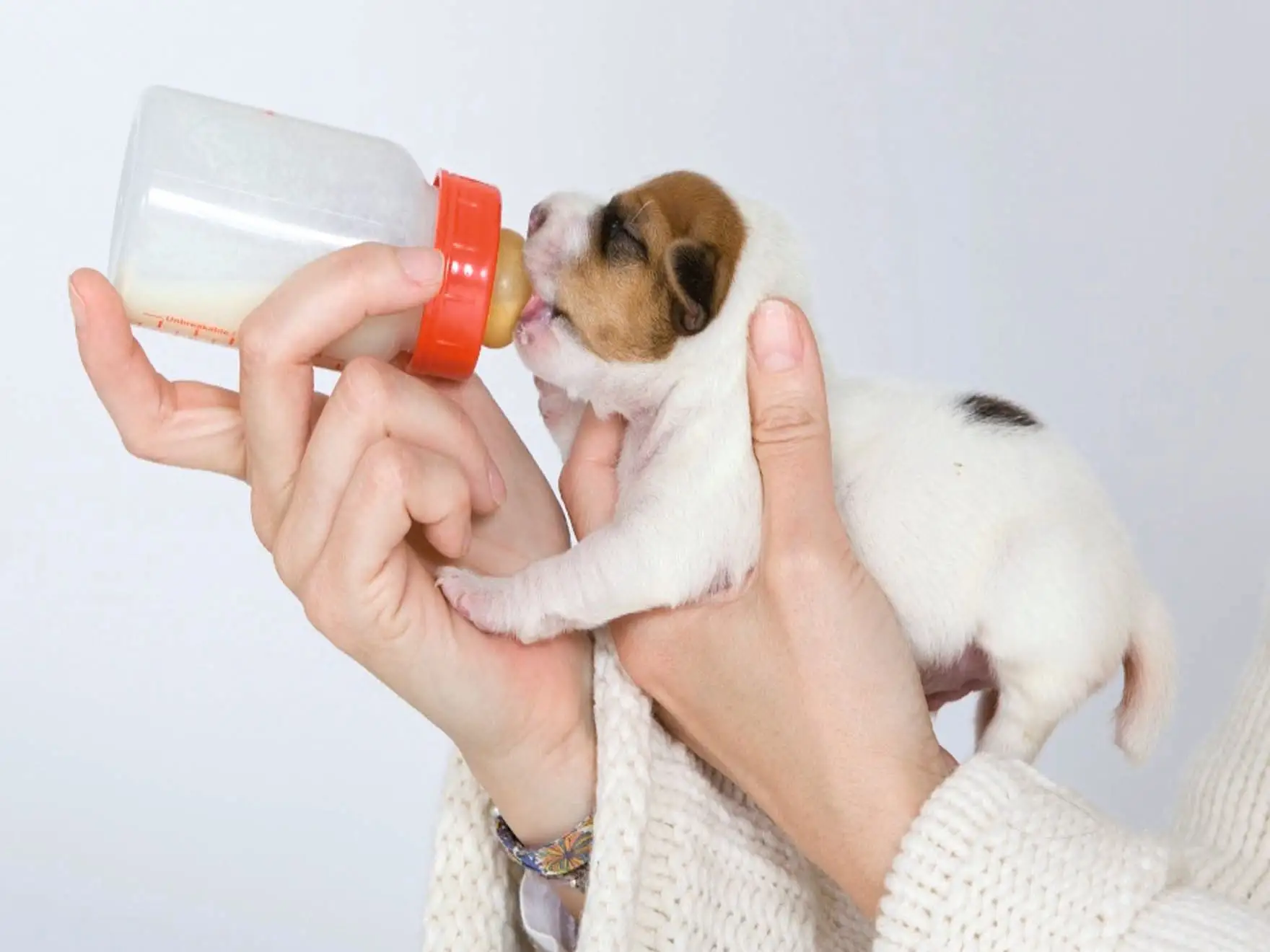 Delikatne karmienie szczeniaka 2 dniowego z butelki. Mały piesek pije mleko, ucząc się jak karmić szczeniaki 2 dniowe.