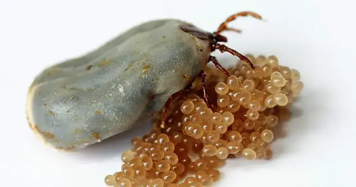 Zdjęcie Cómo son los huevos de la garrapata: características sorprendentes y riesgos