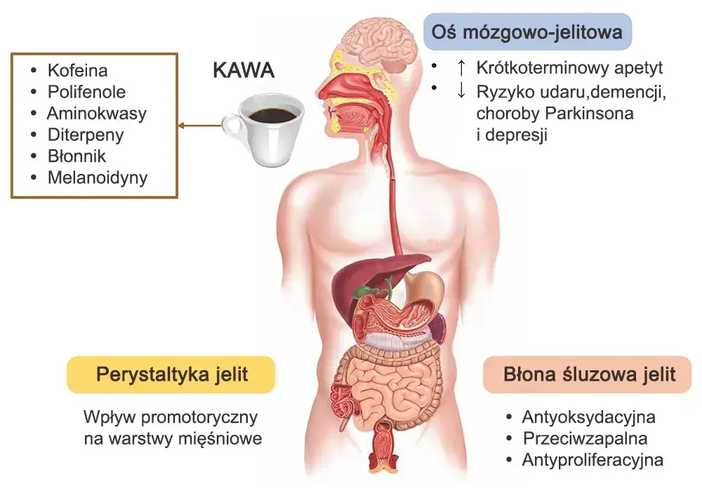 Zdjęcie Czy kawa szkodzi na jelita? Odkryj prawdę o jej wpływie na zdrowie