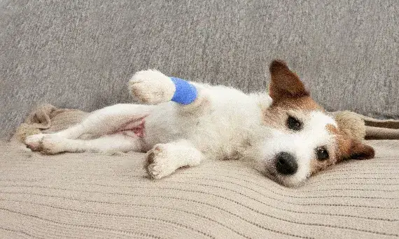 Zdjęcie Bezpieczne leki przeciwbólowe dla psa – uniknij niebezpieczeństw