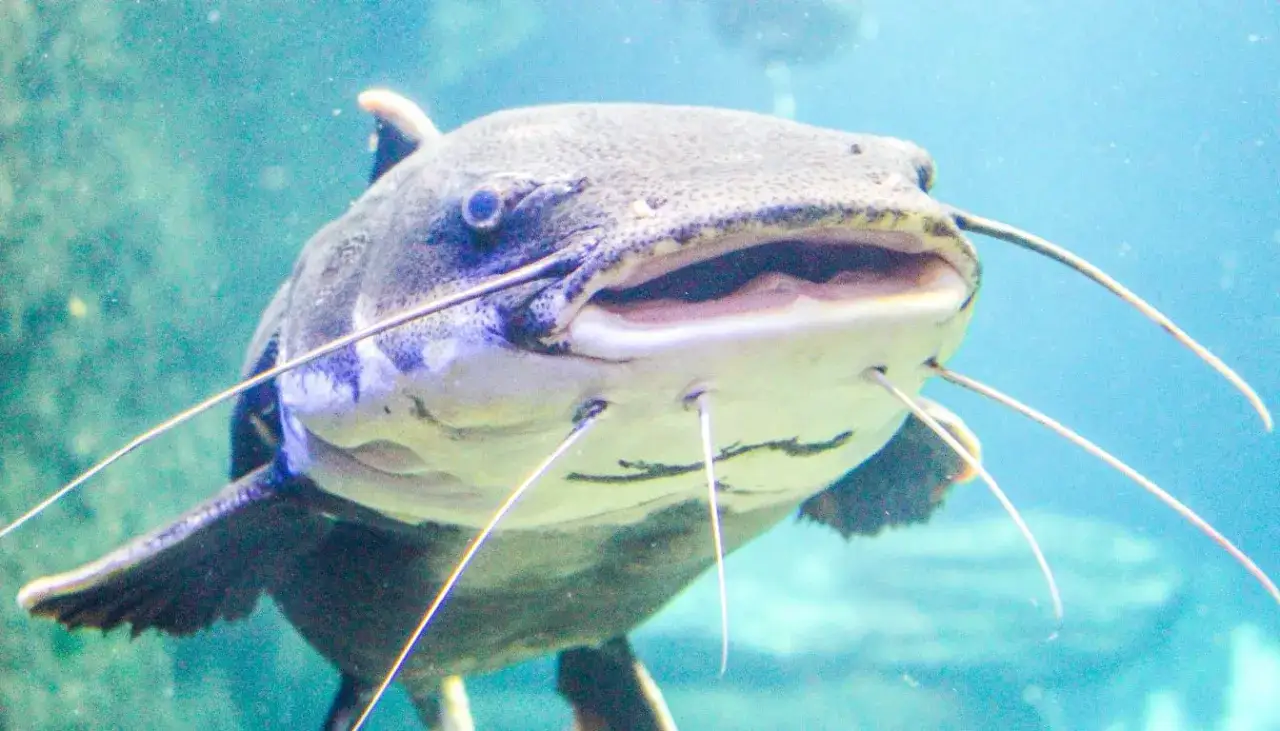 Zdjęcie Czy sum ma zęby? Odkryj, jak wyglądają i do czego służą