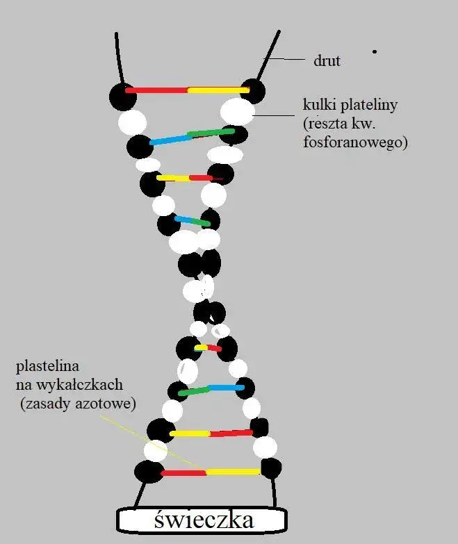 Zdjęcie Jak zrobić DNA na biologie - proste kroki do udanego modelu