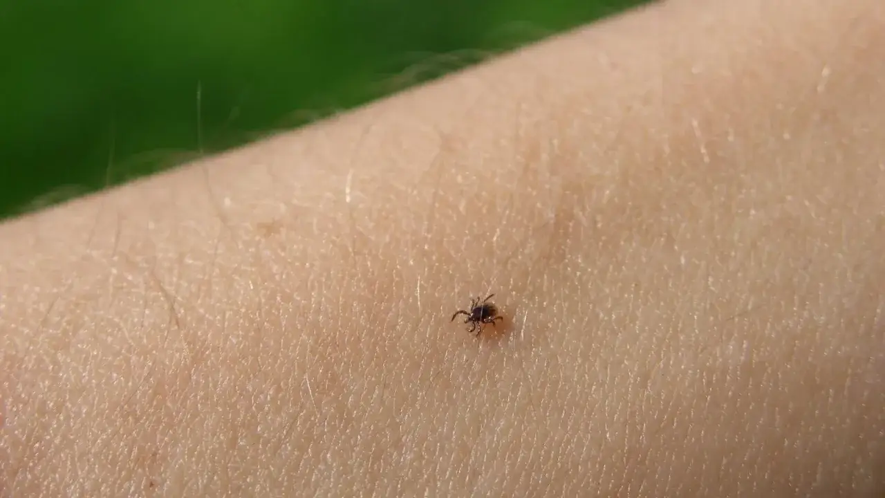 Zdjęcie Qué es lo que más odian las garrapatas y cómo protegerte de ellas