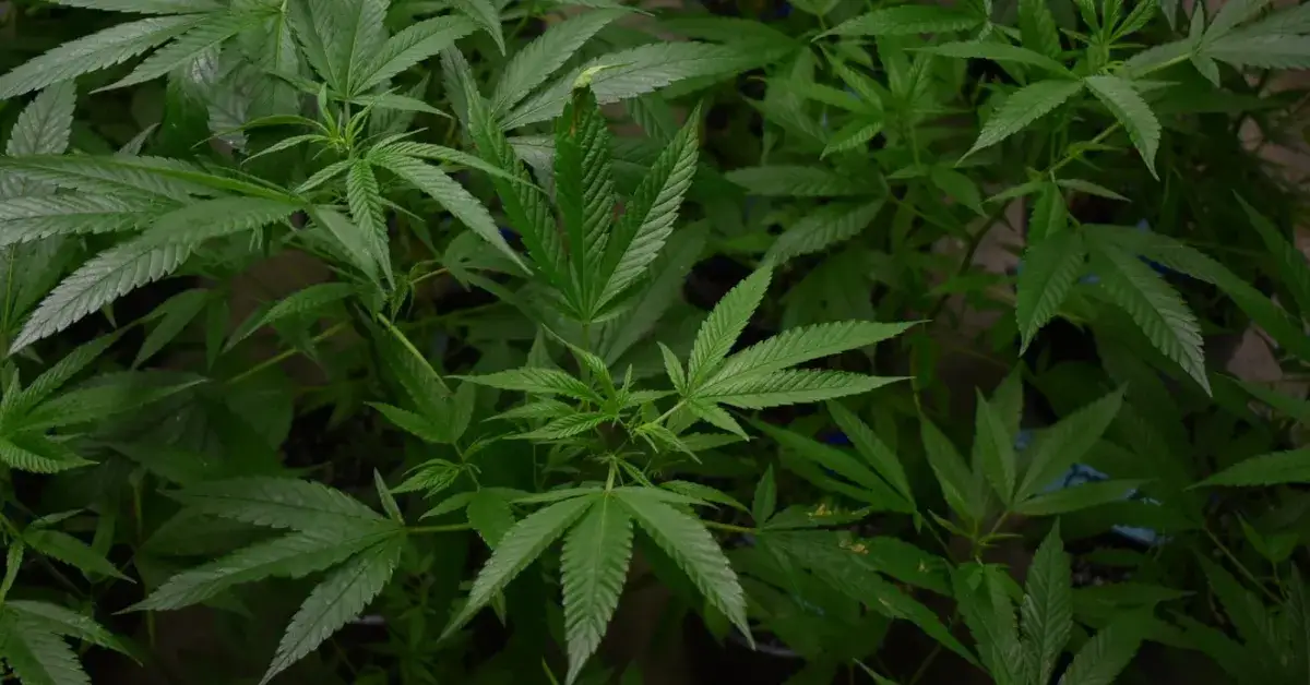 Zdjęcie Ile THC ma medyczna marihuana? Zrozum skutki i wybór odmiany