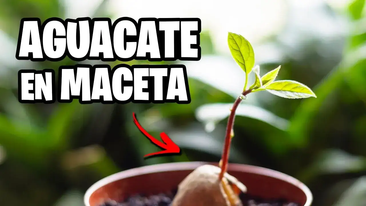 Zdjęcie Cómo plantar aguacate en maceta y lograr un crecimiento exitoso