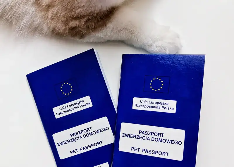 Zdjęcie Ile kosztuje paszport dla kota w 2025: kompletny cennik i wymogi