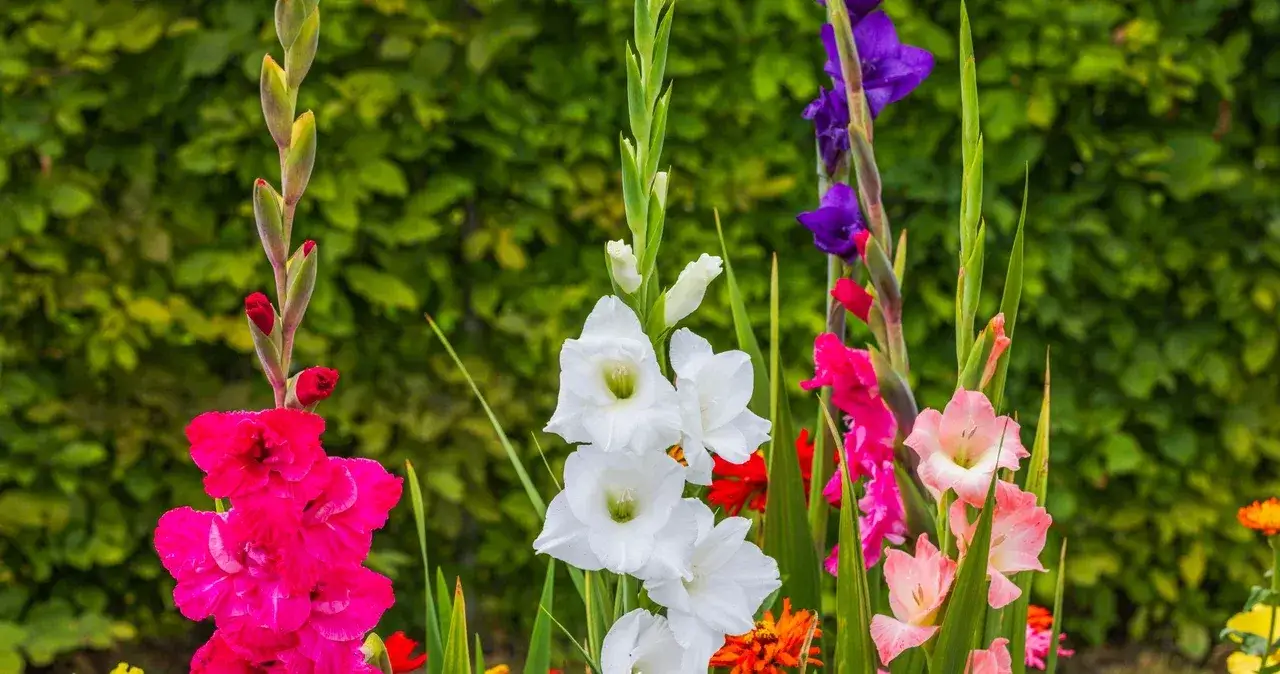 Zdjęcie Kiedy mieczyki do gruntu? Poznaj idealny termin sadzenia!