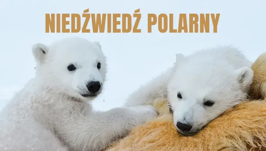 Zdjęcie Najlepsze filmy o niedźwiedziu, które musisz zobaczyć - zaskakujące historie