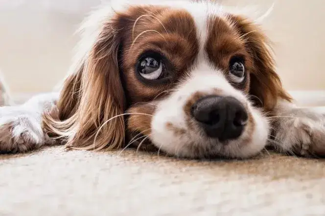 Zdjęcie Czy do kina można z psem? Sprawdź, gdzie możesz zabrać pupila