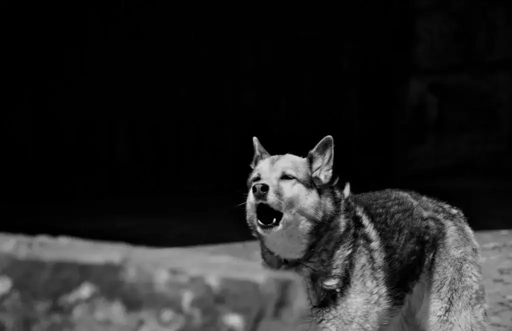 Zdjęcie Dlaczego husky wyje? Odkryj przyczyny i jak to zrozumieć