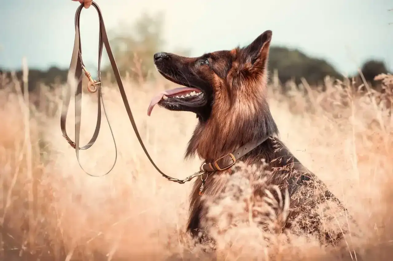 Zdjęcie Jaką obrożę dla owczarka niemieckiego wybrać, aby zapewnić komfort?