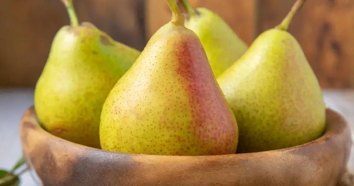 Zdjęcie Poznaj najpiękniejsze odmiany gruszek ze zdjęciami - galeria smaków
