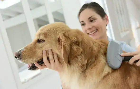 Zdjęcie Jaka szczotka dla psa? Wybierz idealną szczotkę dla swojego pupila