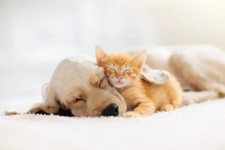 pies i kot leżące spokojnie obok siebie w domu