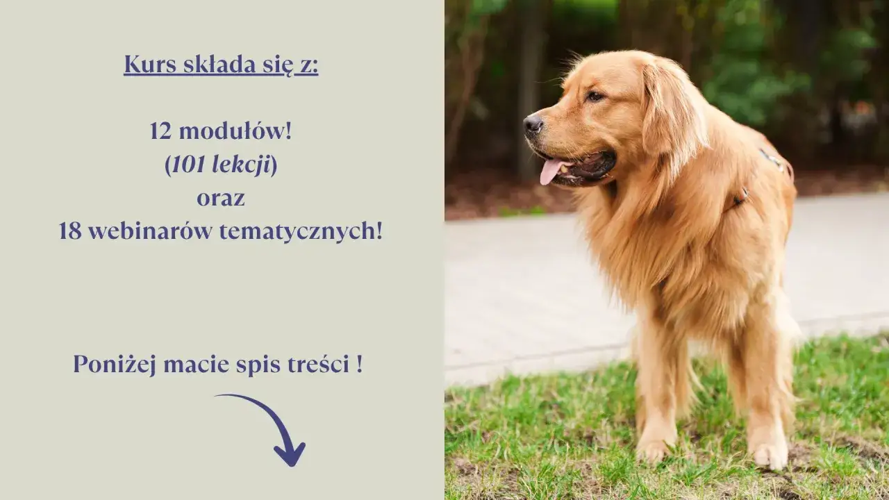 Golden retriever gotowy na naukę! Dowiedz się, jak wytresować golden retrievera dzięki 12 modułom i 18 webinarom.