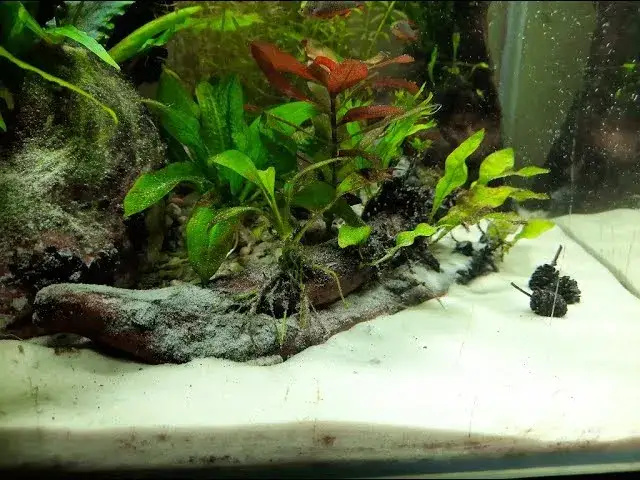 Przesiewanie piasku akwariowego sitem