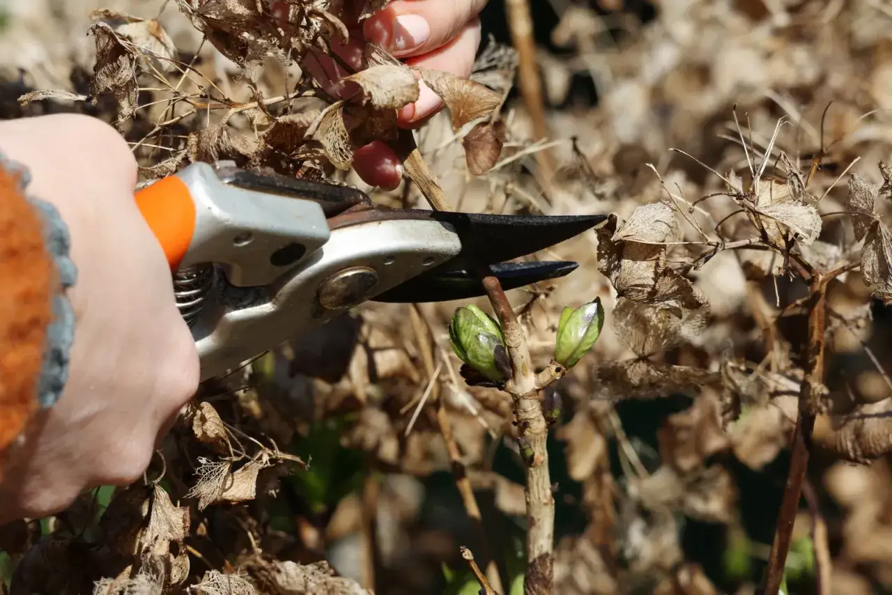 Przycinanie hortensji piłkowanej. Dłonie w rękawiczkach trzymają sekator, gotowy do cięcia uschniętych pędów, by zrobić miejsce dla nowych pąków.