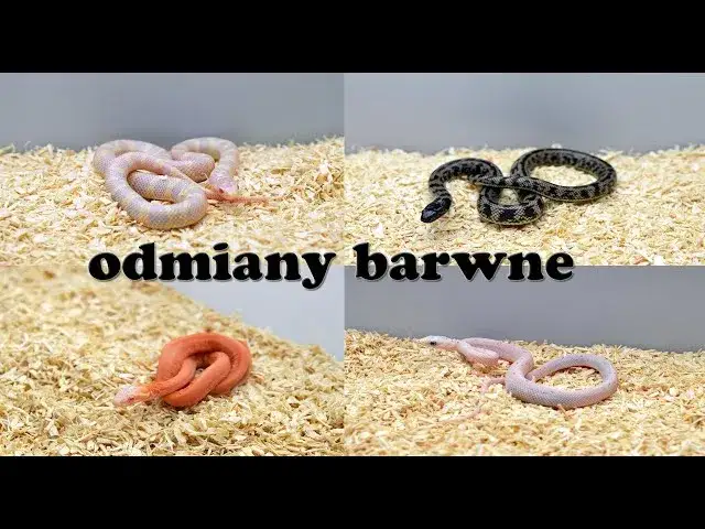 r&oacute;żne odmiany barwne węża zbożowego, morfy węża zbożowego