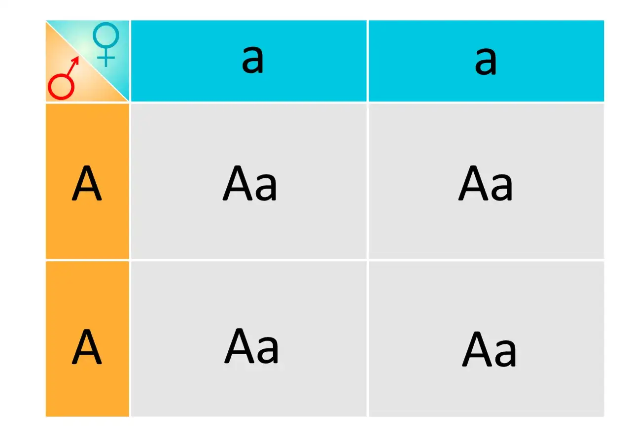 szachownica Punnetta przykład