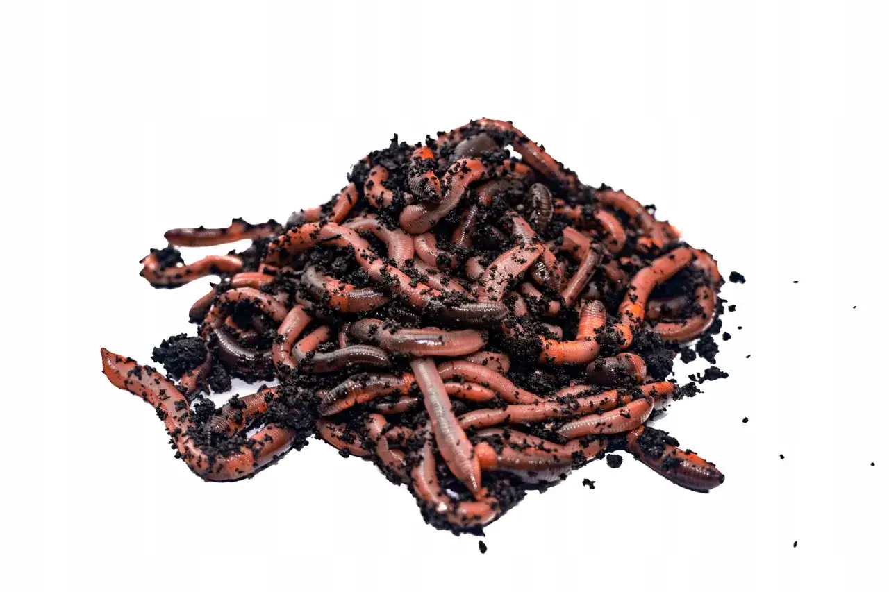 różne naturalne przynęty na lina: kukurydza, robaki, rosówki, makaron