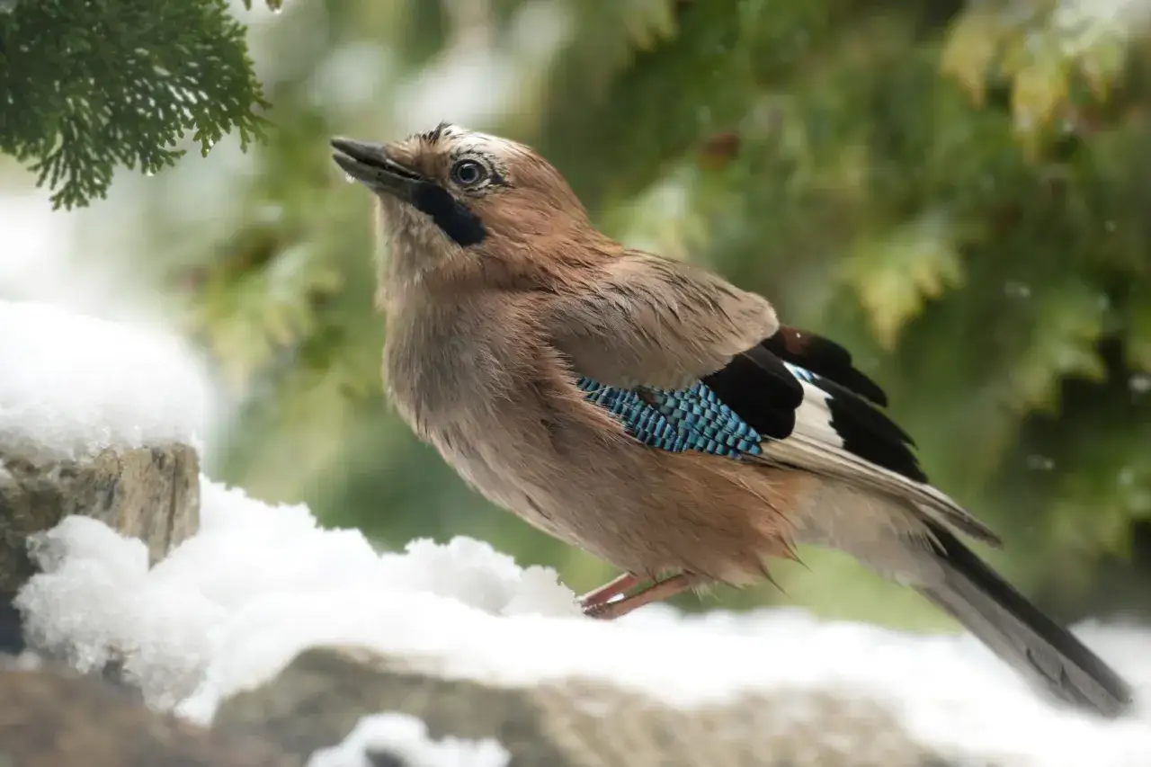 Sójka z błękitnymi piórami siedzi na śniegu. To dowód, że sójki zimują w Polsce.