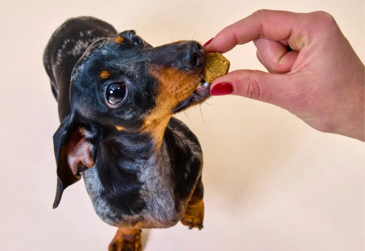 Mały jamnik zjada przysmak podany przez dłoń. Czy pies może jeść nerkowce? Ten przysmak wygląda jak nerkowiec.