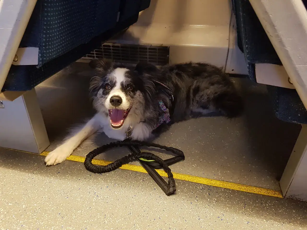 Wesoły pies rasy border collie leży na podłodze pociągu. Zastanawiasz się, ile kosztuje bilet dla psa w pociągu?