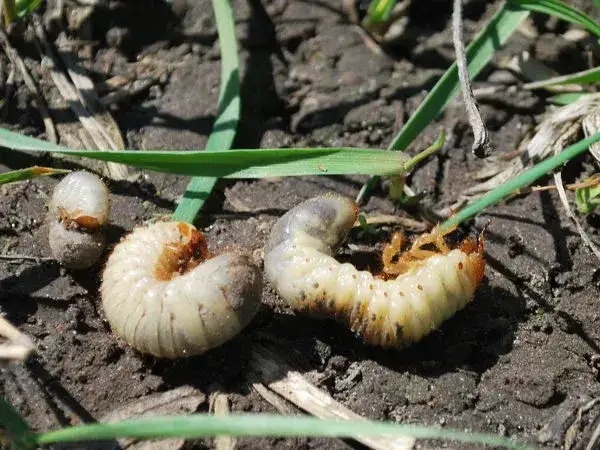 Pędraki w ziemi, uszkodzony trawnik