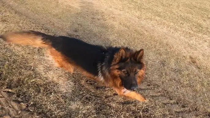 Zdjęcie Jak szybko biega owczarek niemiecki? Odkryj jego niesamowitą prędkość