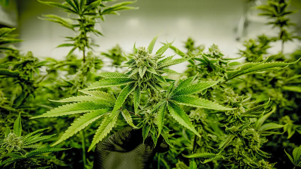 Marihuana medyczna vs rekreacyjna