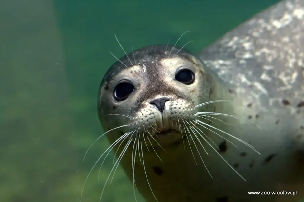 Foka z Wrocławskiego Zoo, ciekawska i z długimi wąsami, zachęca do odkrywania, ile trwa zwiedzanie zoo we wrocławiu.