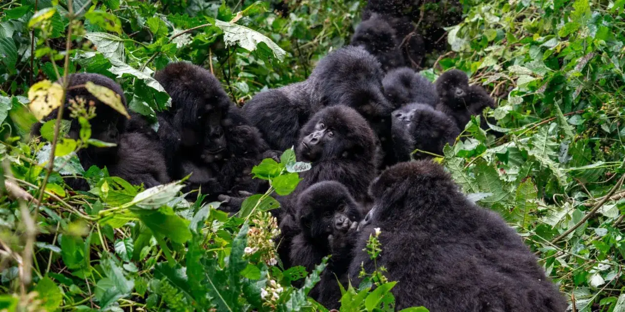 Grupka goryli w gęstej zieleni. Widać ich futro i ciekawskie oczy. To prawdziwa siła goryla w ich naturalnym środowisku.