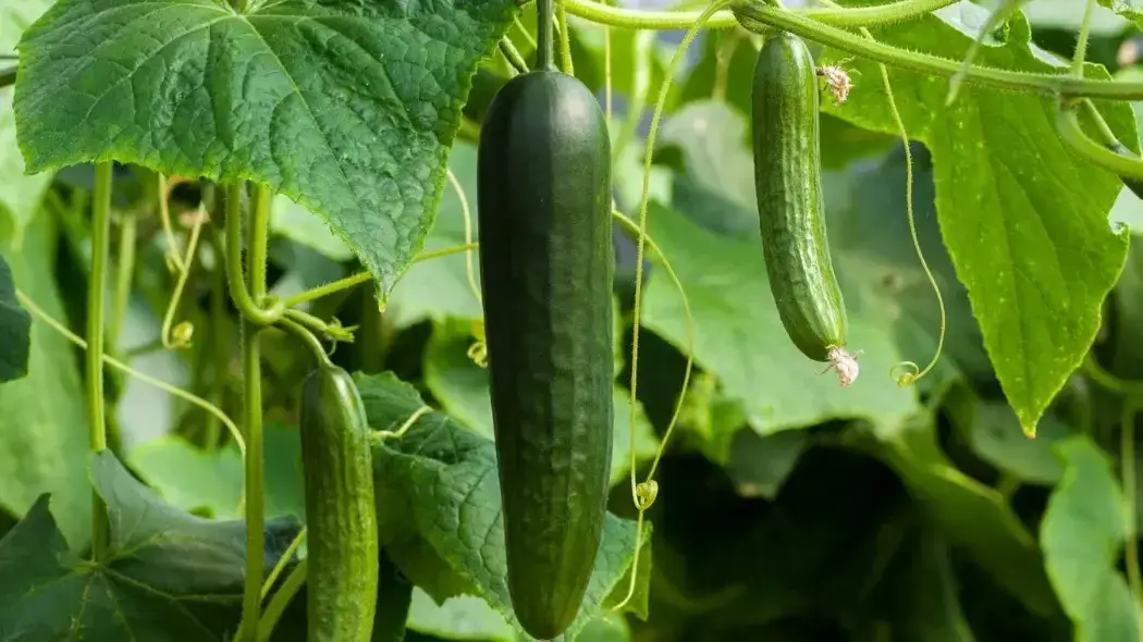 og&oacute;rki w ogrodzie pielęgnacja