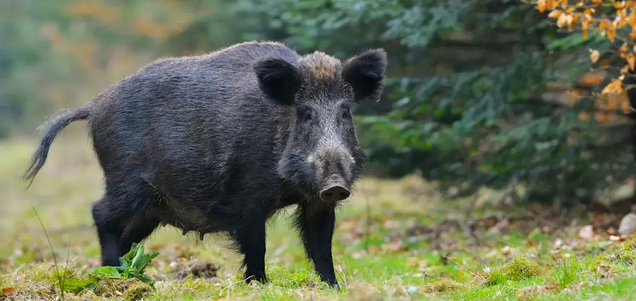 dzik na osiedlu spokojne spotkanie