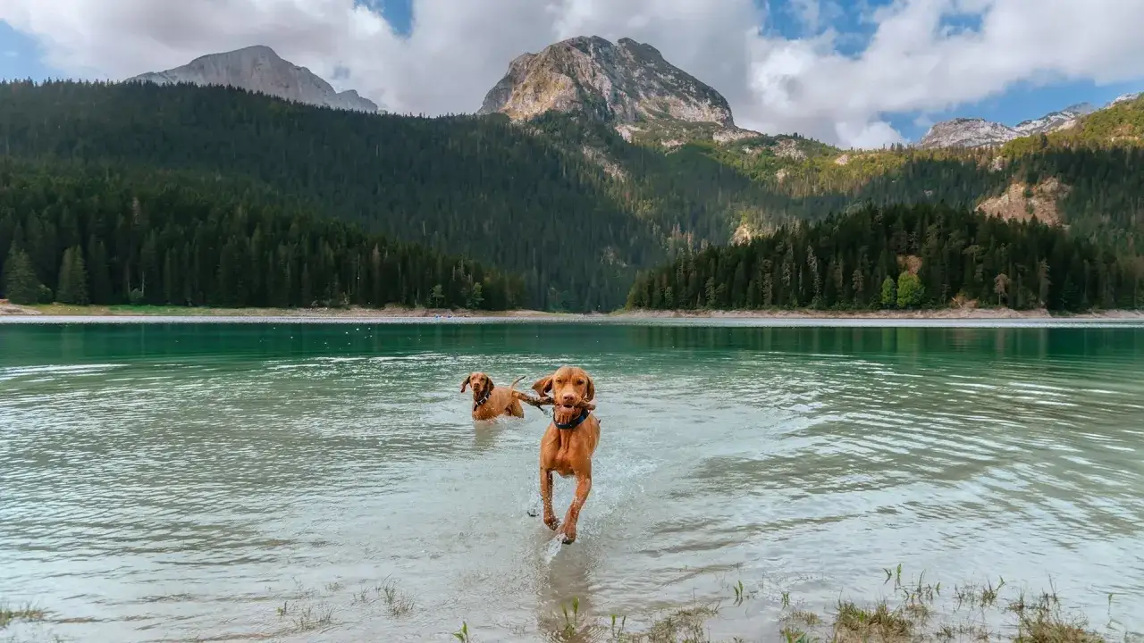 Dwa psy bawią się w jeziorze w Czarnog&oacute;rze. Kwiecień w Czarnog&oacute;rze oferuje piękne widoki i chłodną wodę.