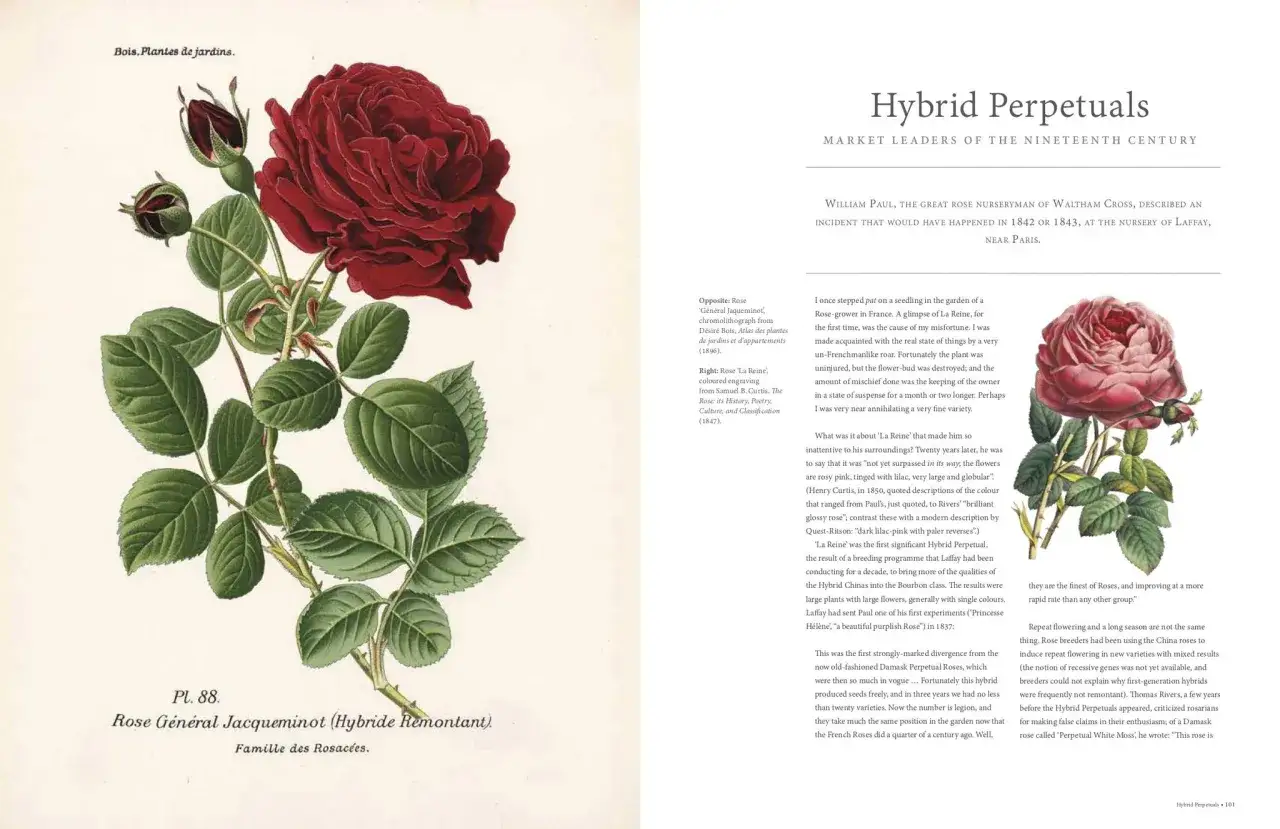 Ilustracja przedstawia dwie odmiany r&oacute;ż: czerwoną i r&oacute;żową. Daje to ciekawe informacje o r&oacute;żach.