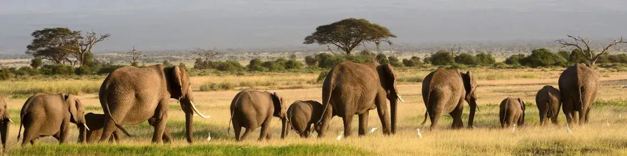 Safari w Afryce, Wielka Piątka, dzikie zwierzęta