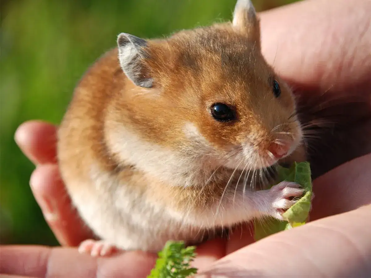 Mały chomik w dłoniach, jedzący listek. Poznaj sekrety, jak oswoić chomika, by stał się Twoim przyjacielem.